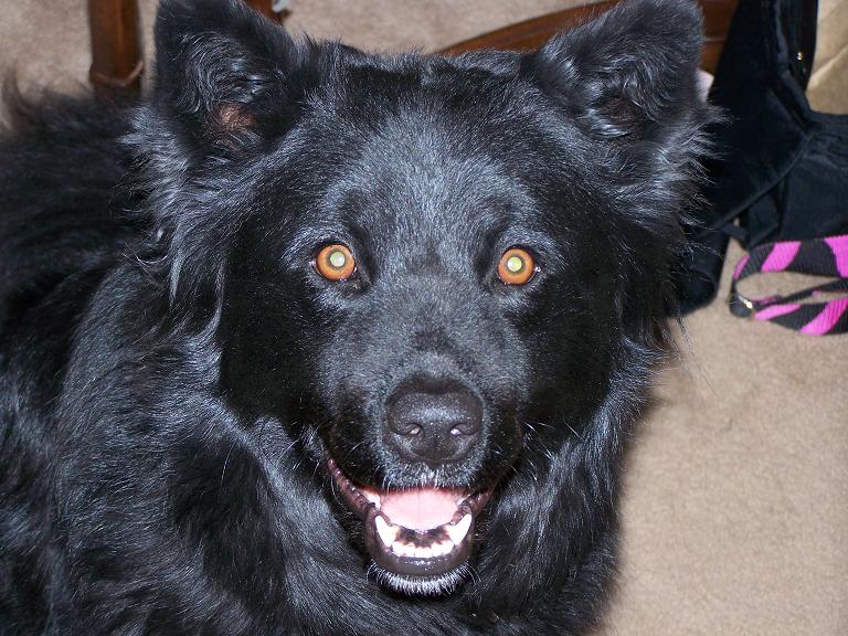 Loki